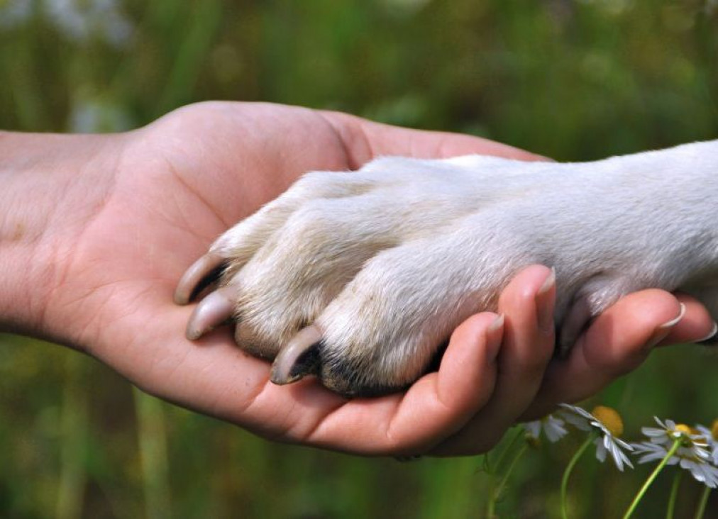 imagen La ética, la moral y el derecho de los animales