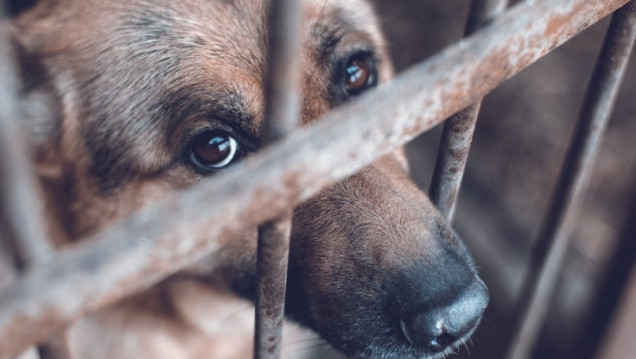 imagen Jornada de Derecho Animal | Actos de crueldad. Casuística